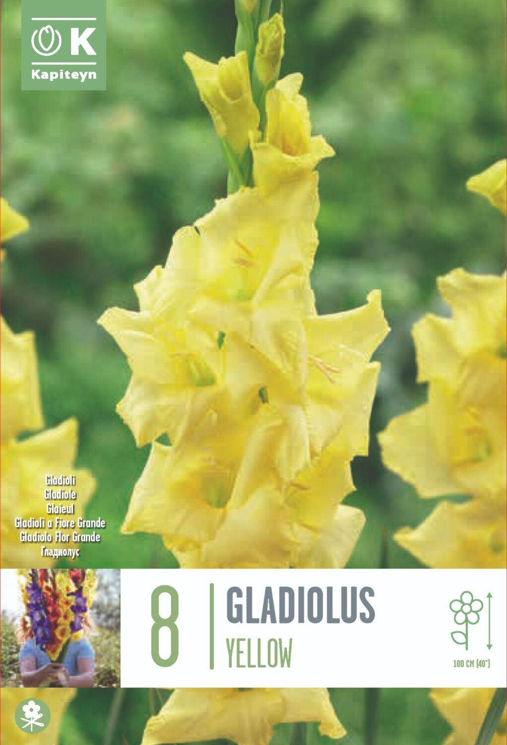 Gladiolus  Yellow- 8 Bulbs