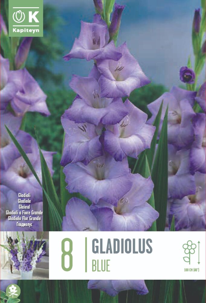 Gladiolus Blue - 8 Bulbs