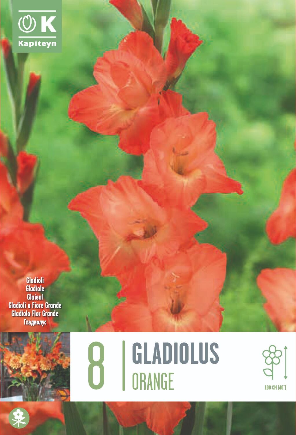 Gladiolus Orange - 8 Bulbs