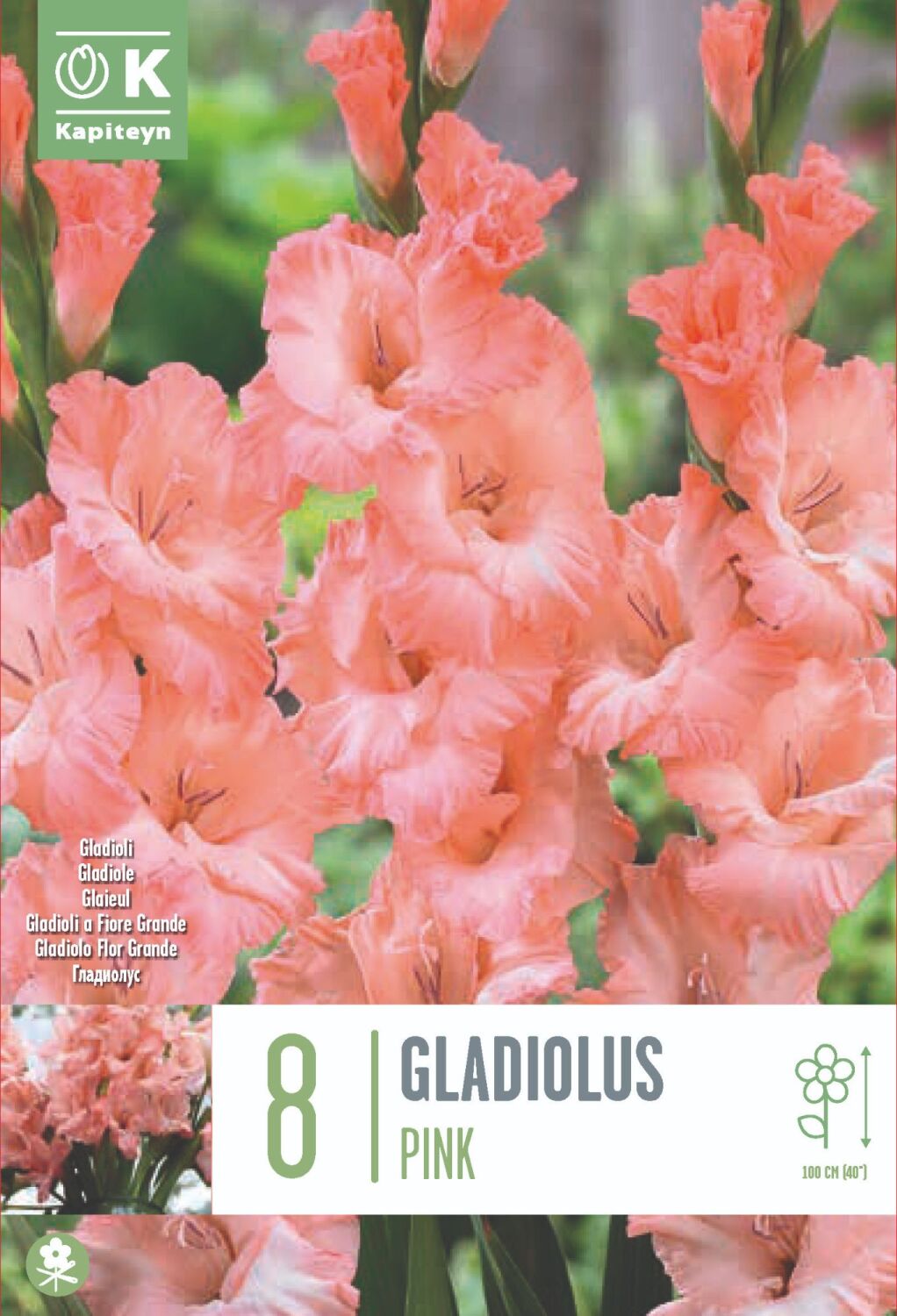 Gladiolus Pink - 8 Bulbs