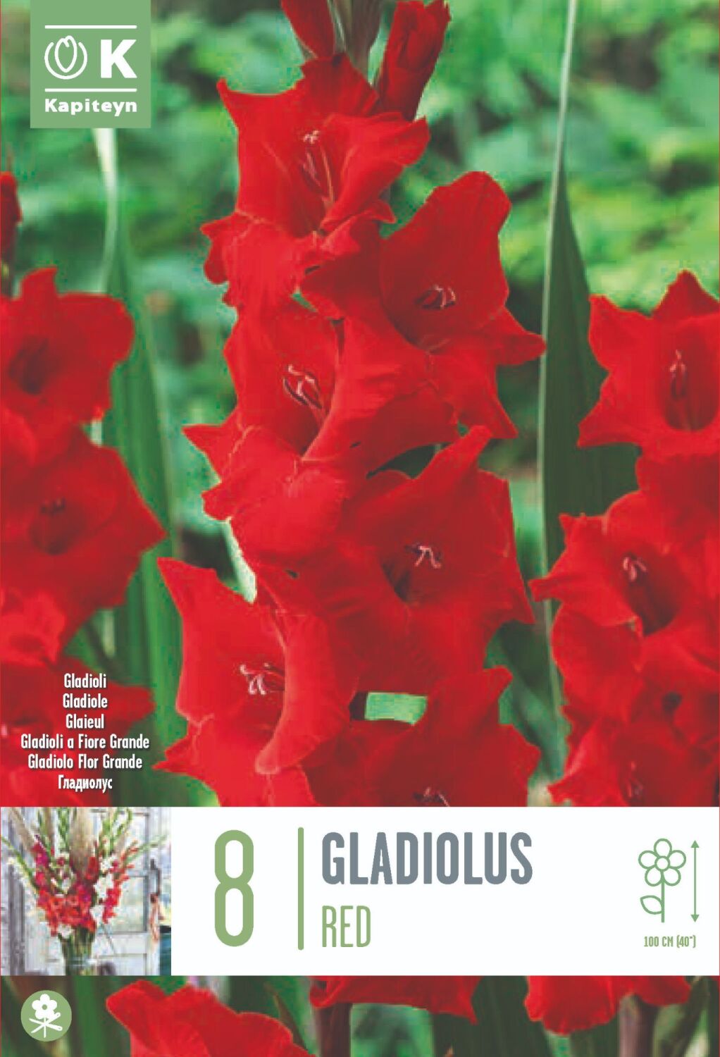 Gladiolus Red - 8  Bulbs