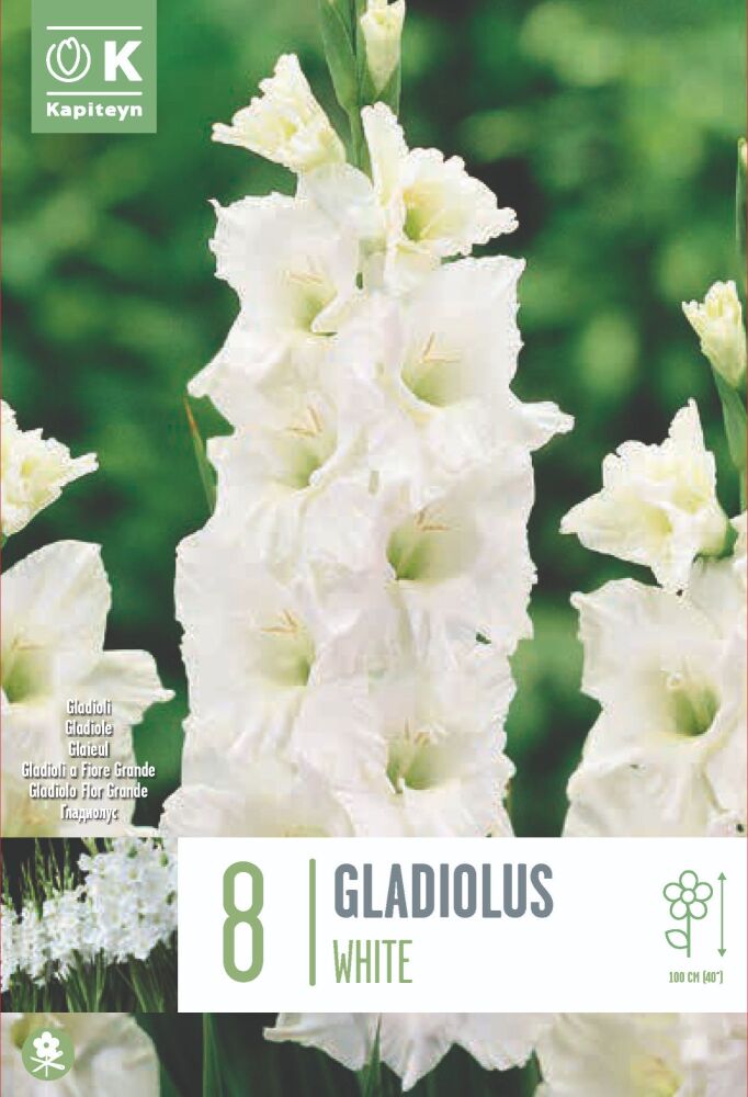 Gladiolus White - 8 Bulbs