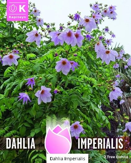 Dahlia Imperialis - 2 Bulbs