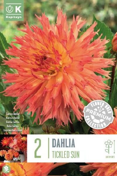 Prem Dahlia Orange Paradise - 2 Bulbs