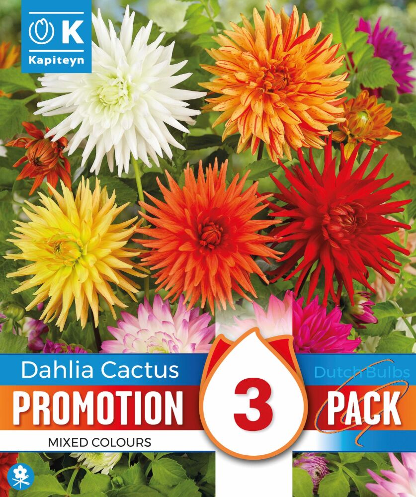 Promo Dahlia Cactus Mixed Colours - 3 Bulbs