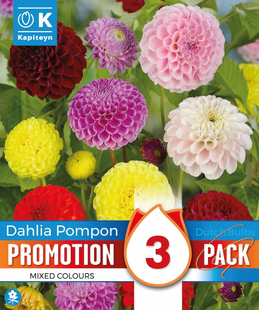 Promo Dahlia Pompom Mixed Colours - 3 Bulbs