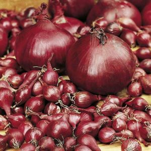 Onion Set - Red Piroschka - 200g