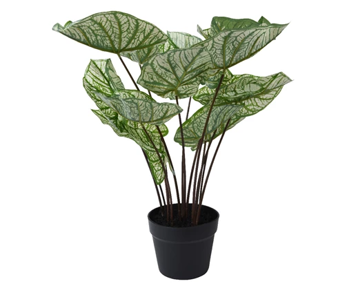 House Plant - Caladium - Artificial - 50cm