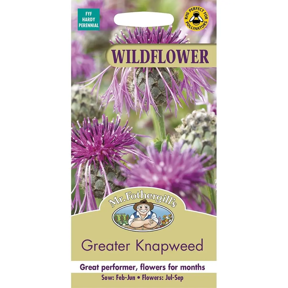 Greater Knapweed - Wildflower