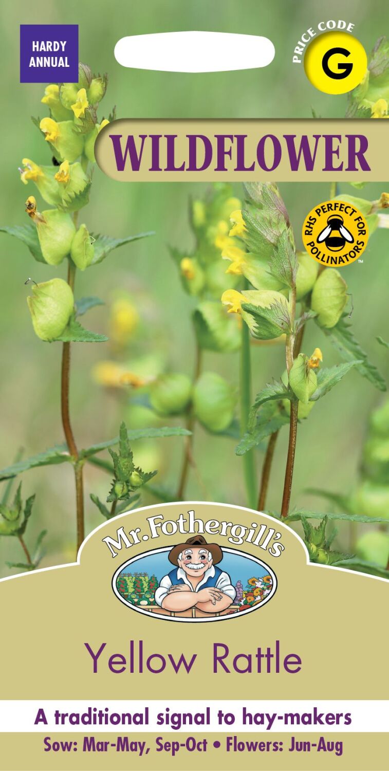 Yellow Rattle - Wildflower