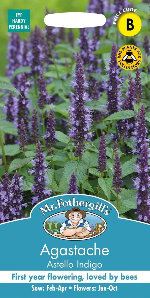 Agastache -  Astello Indigo