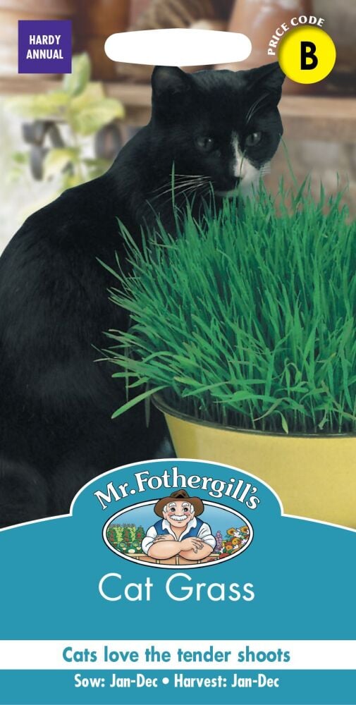 Cat Grass - Avena sativa