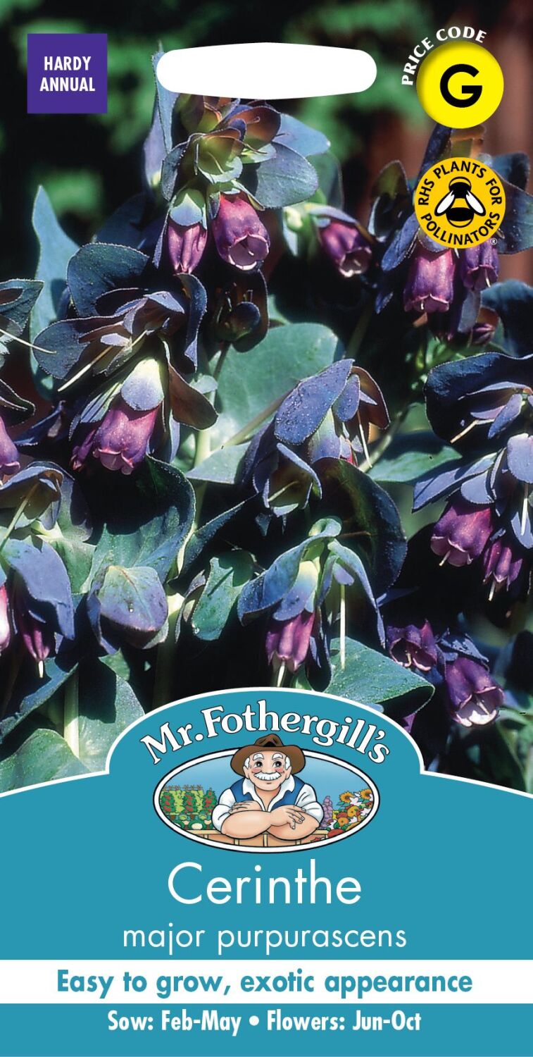 Cerinthe - Major purpurascens