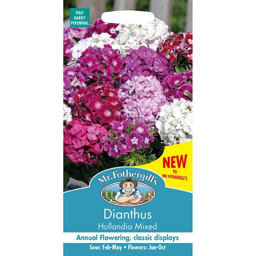 Dianthus  Hollandia Mix