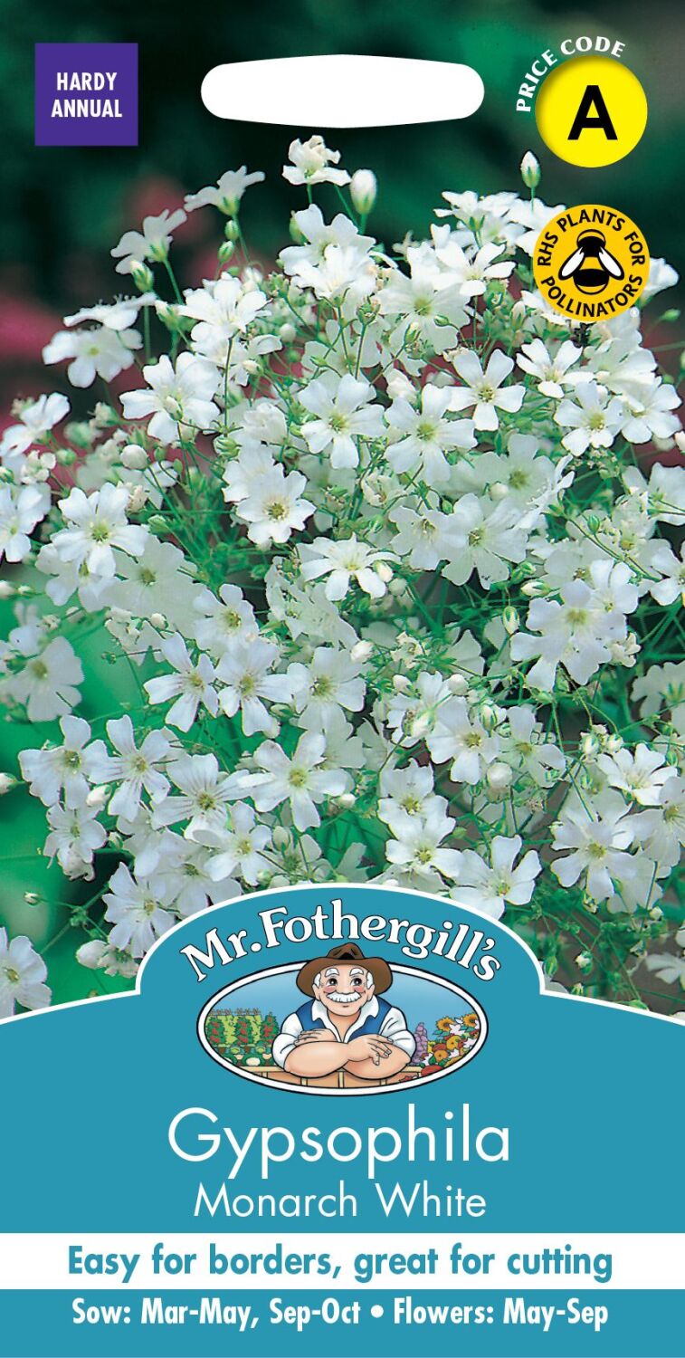 Gypsophila Monarch White