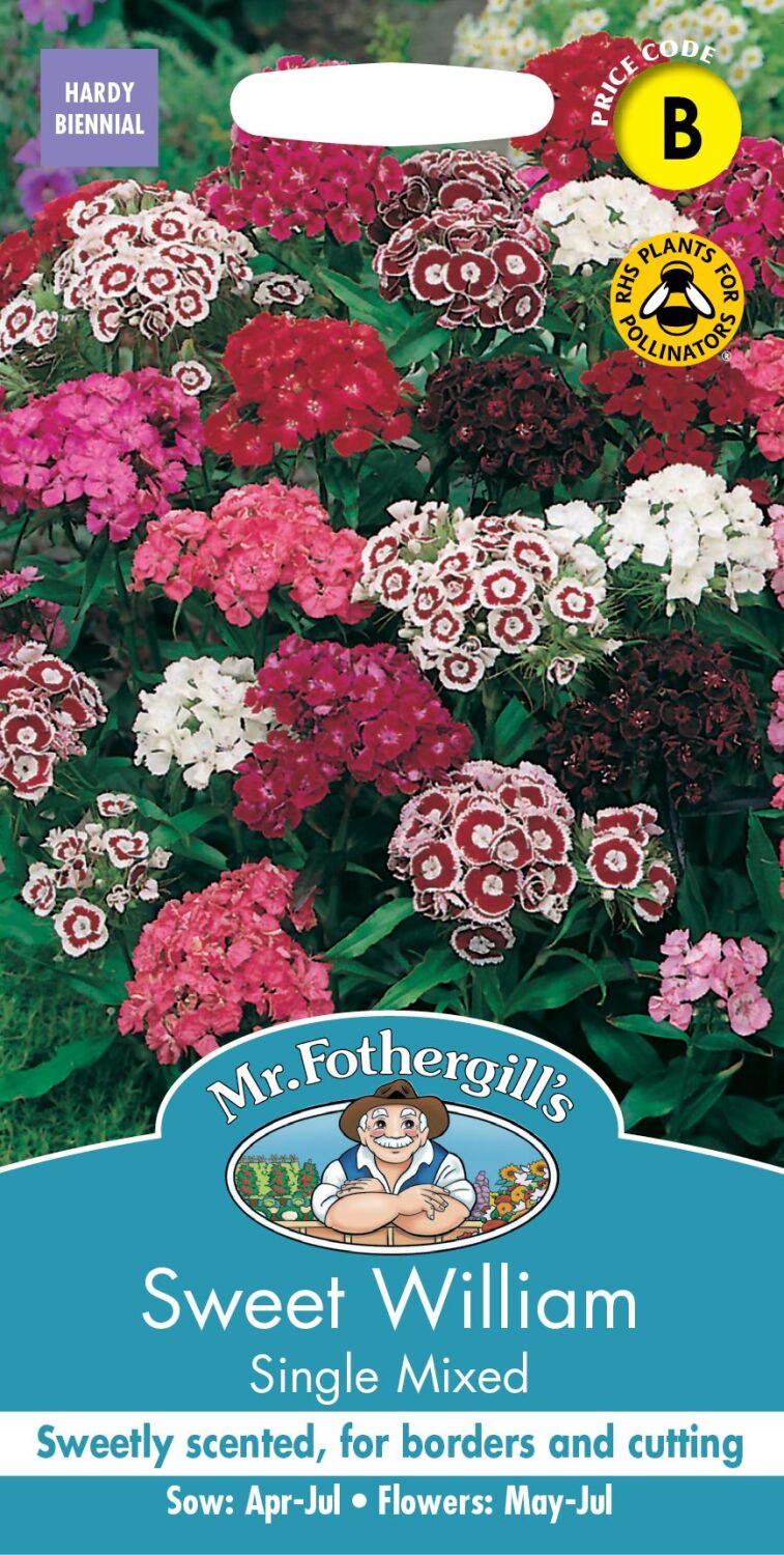 Sweet William Single Mixed