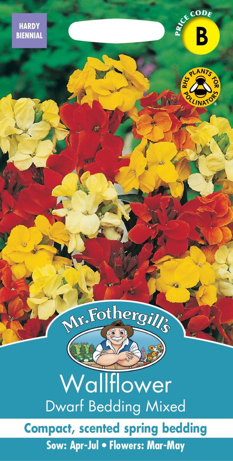 Wallflower  Dwarf Bedding Mixed