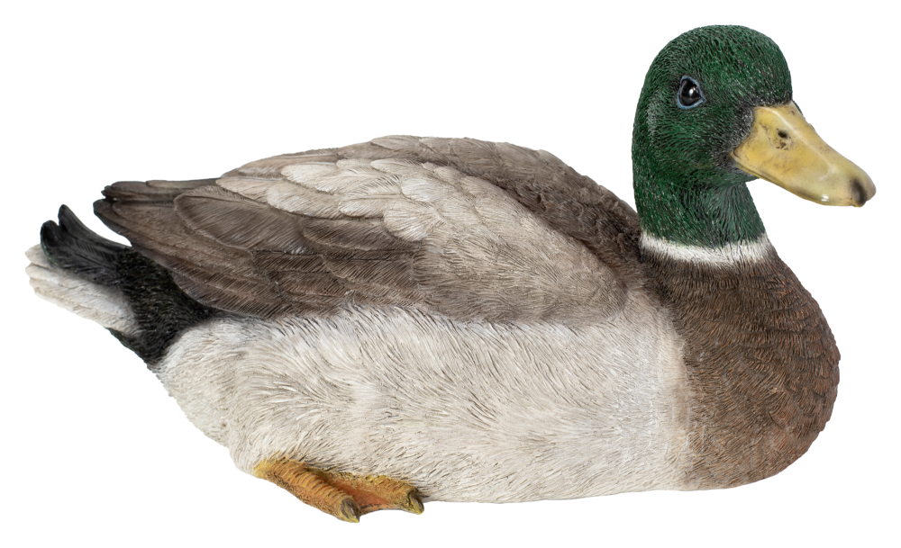 Squatting Mallard Duck