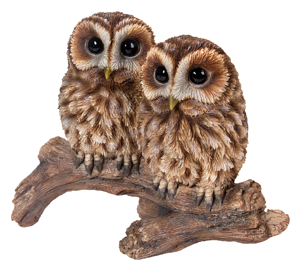 Tawny Owls on Branch