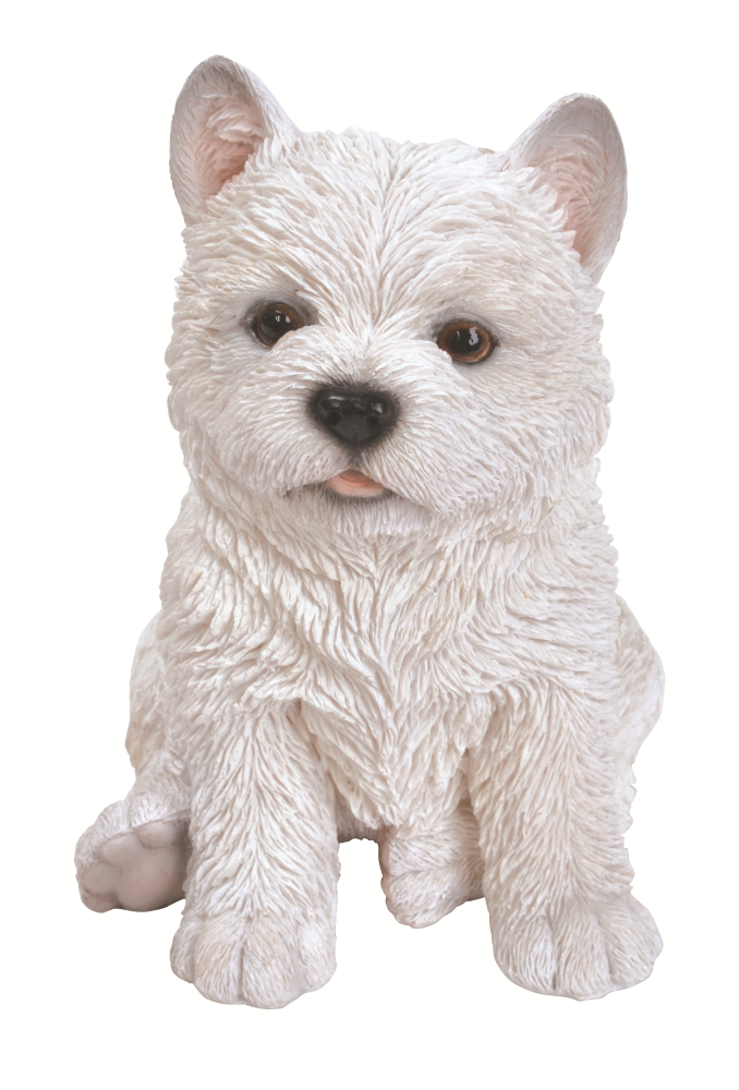 West Highland Pup