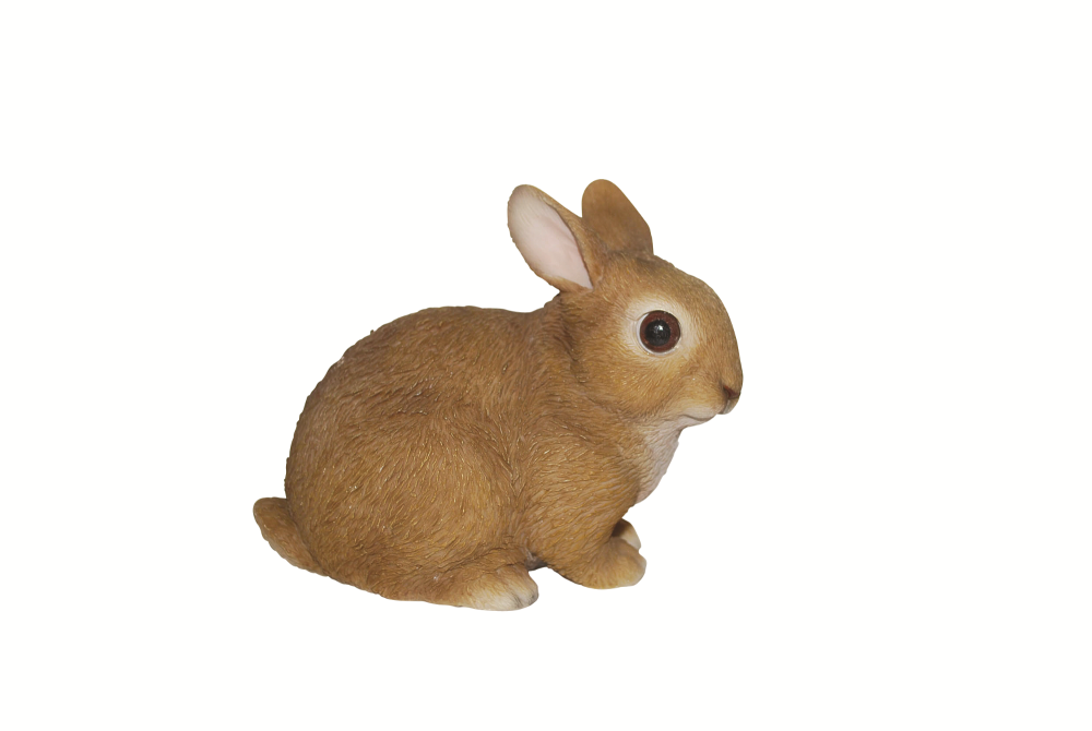 Young Rabbit Sitting
