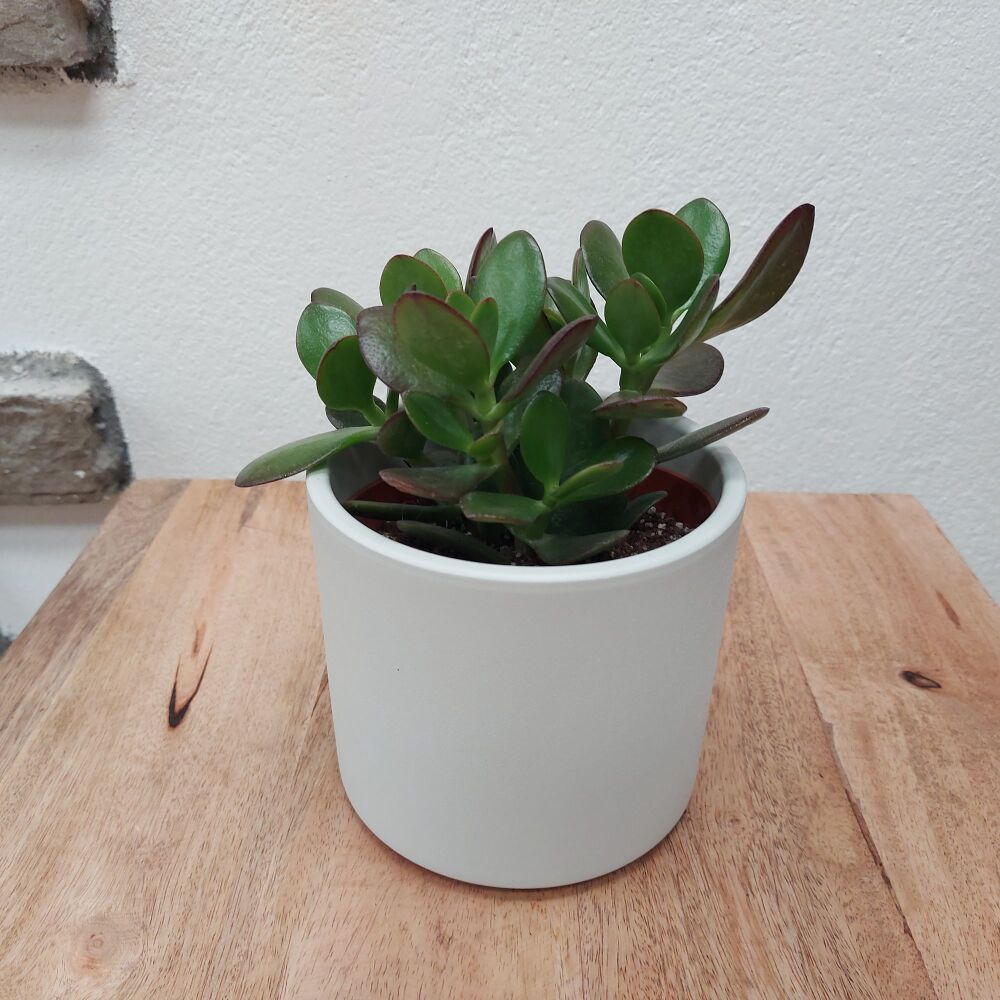 Crassula Ovata - 12cm pot