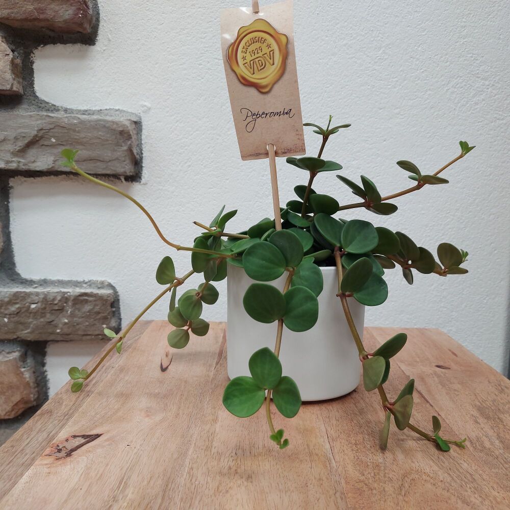 Peperomia Tetraphylla "Hope"