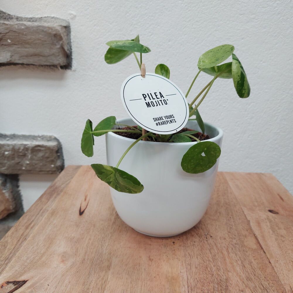 Pilea "Mojito"