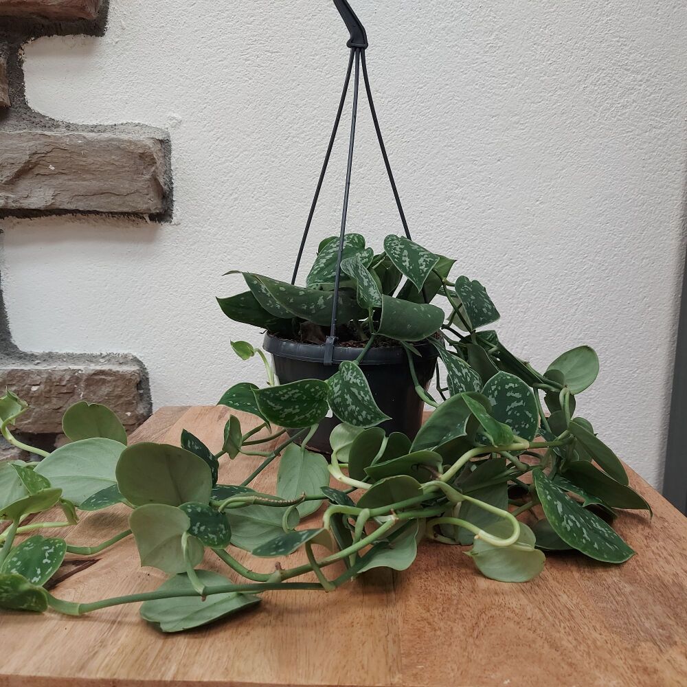 Scindapsus Pinnatum - Aureum - Hanging Pot