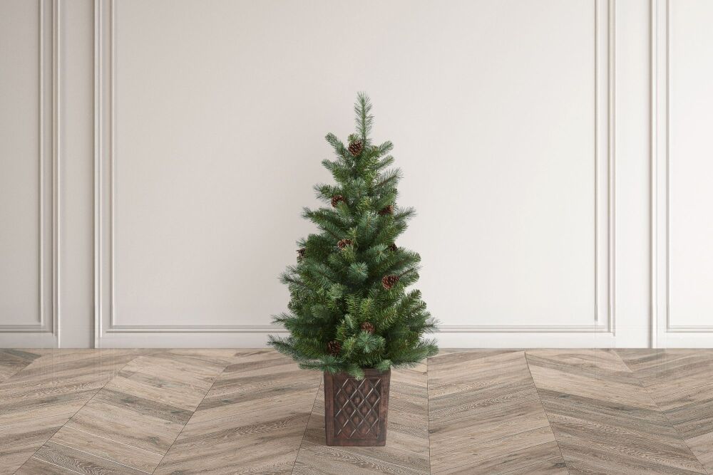 Hazelnut Pine - Porch Tree - 4ft - Potted