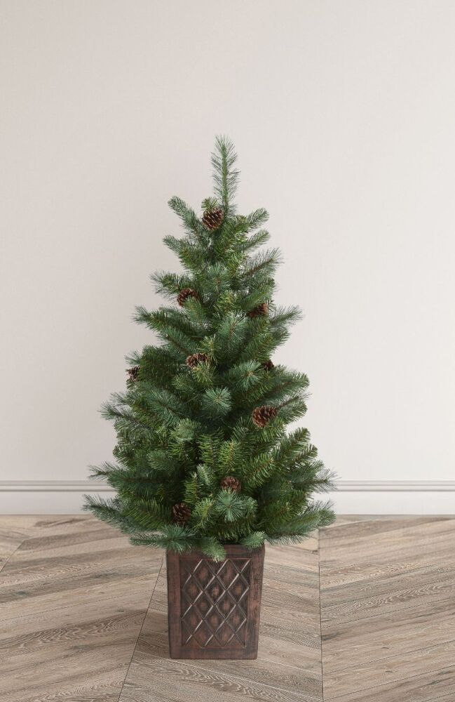 Hazelnut Pine - Porch Tree - 4ft - Potted