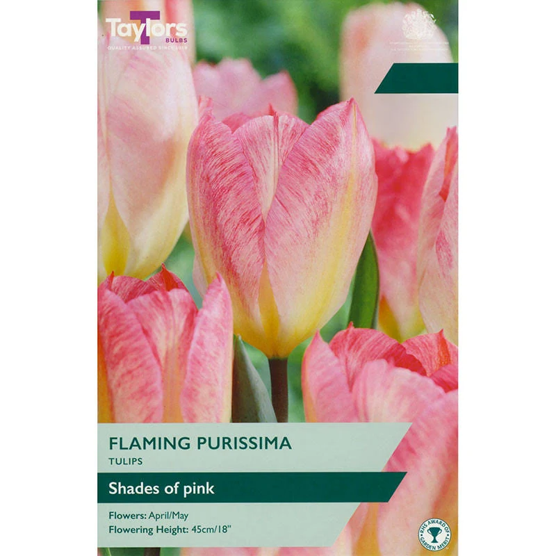 Tulip Flaming Purissima - Pack of 7 Bulbs