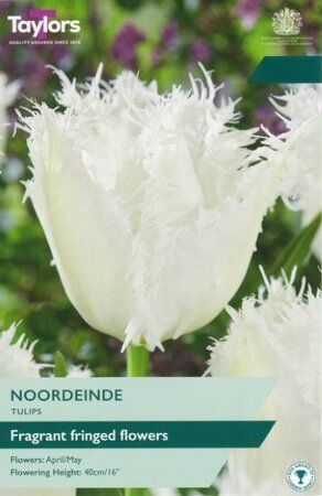 Tulip Noordeinde - Pack of 6 Bulbs