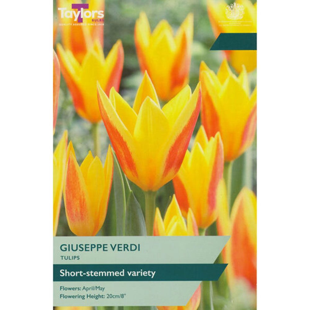 Tulip Giuseppe Verdi - Pack of 9 Bulbs