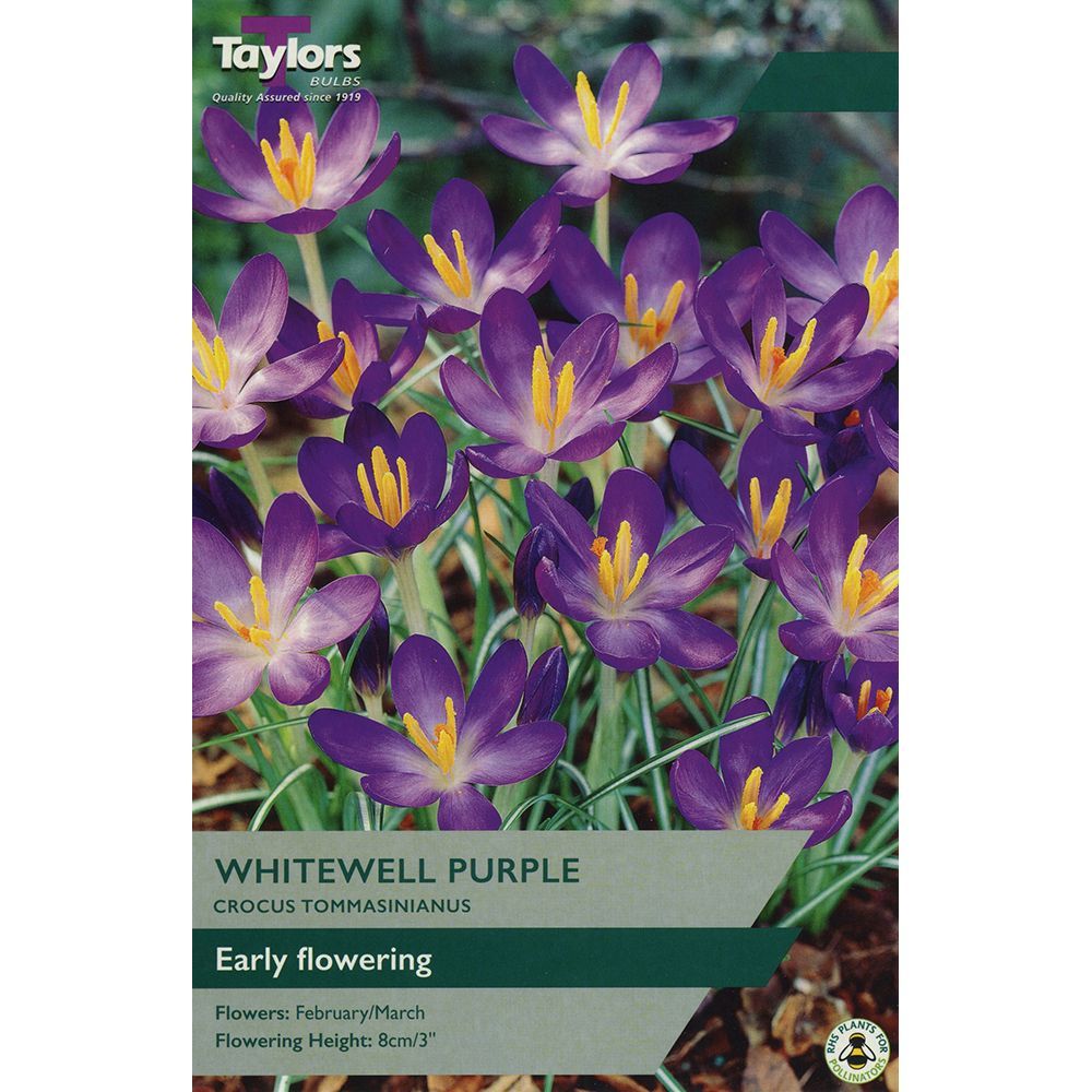 Crocus Whitewell Purple - 15 Bulbs