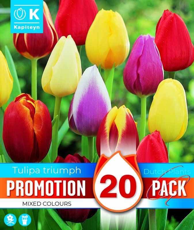 Promo Tulipa Triumph - Mixed Colours - 20 Bulbs