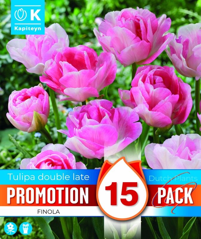 Promo Tulipa Double Finola - 15 Bulbs