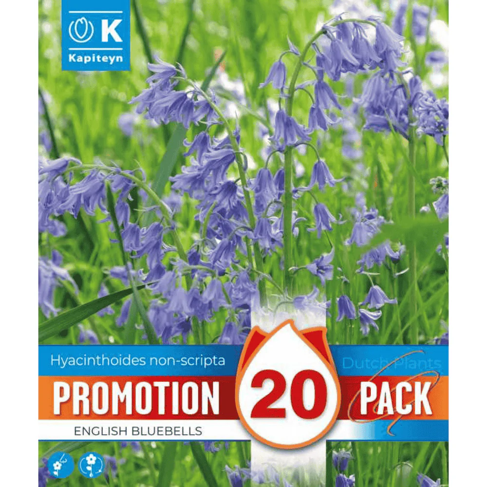 Promo Hyacinthoides non Scripta - 20 Bulbs