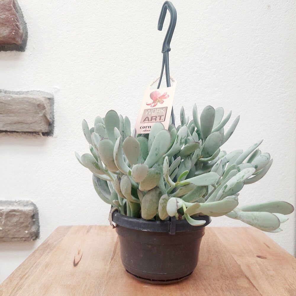 Hanging Houseplant - Cotyledon - Coral