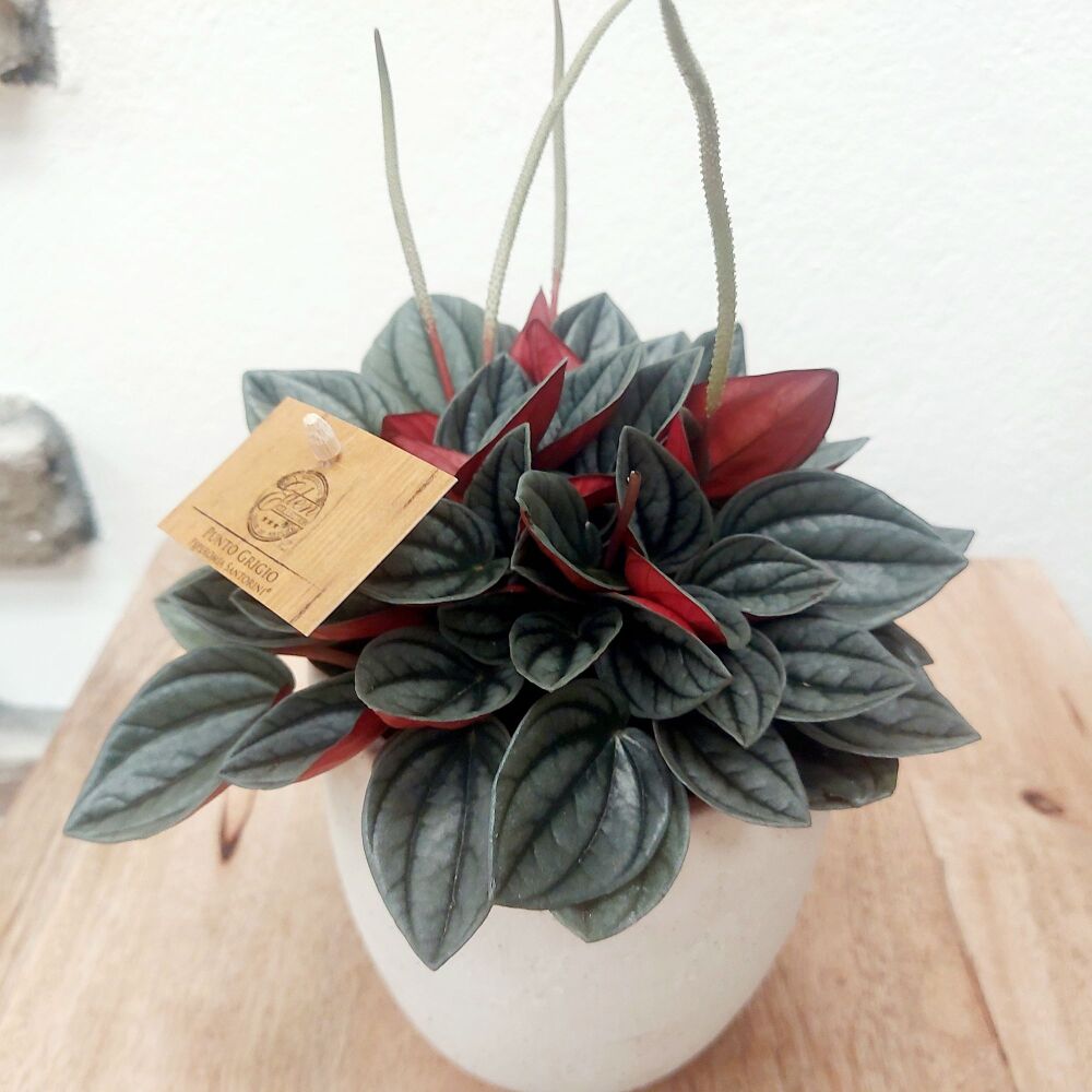 Peperomia 'Santorini'