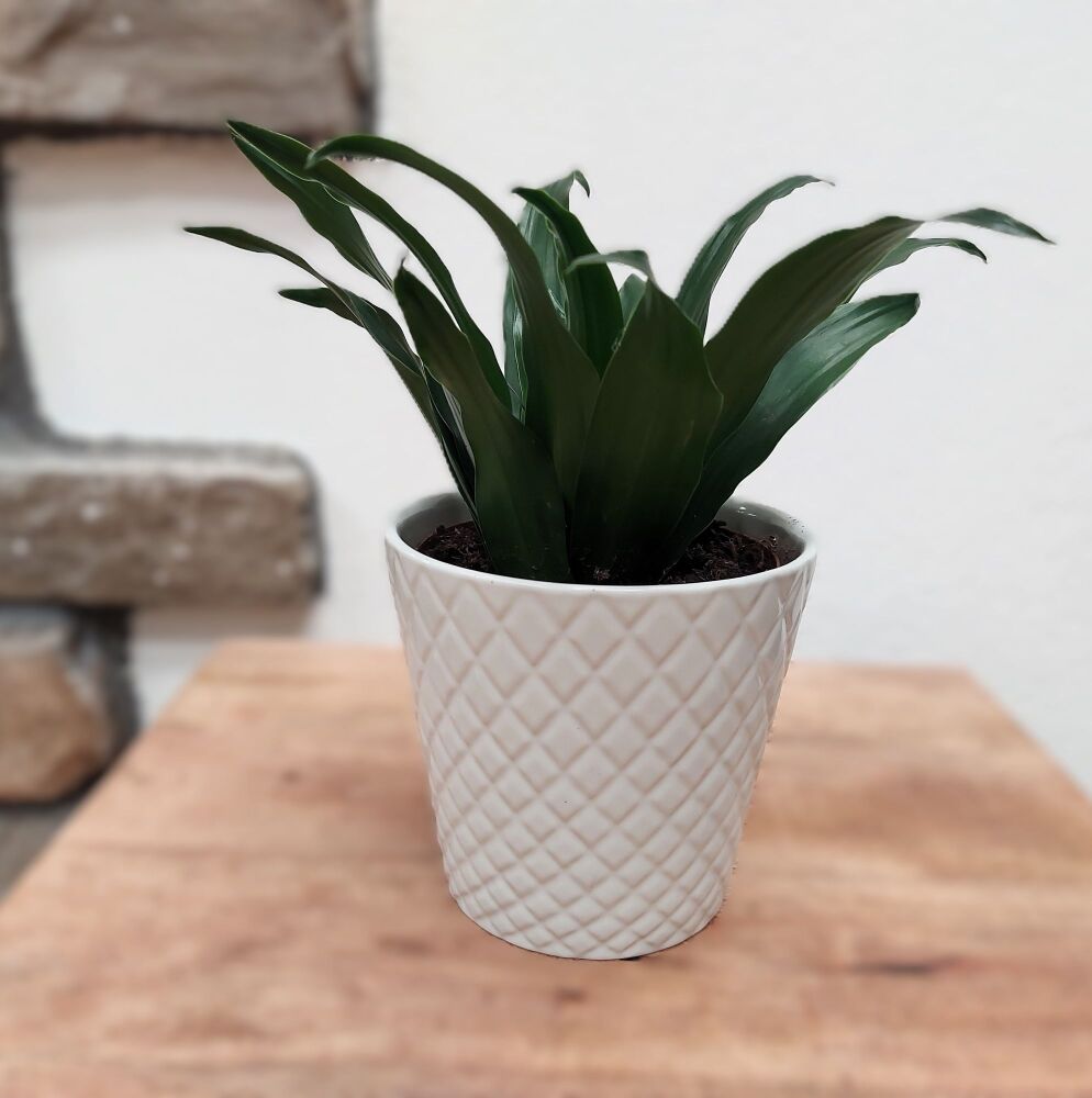 Dragon Tree - Dracaena Fr. Compata - 12cm
