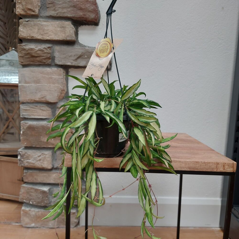 Hoya 'wayetti Tricolor' - 12cm