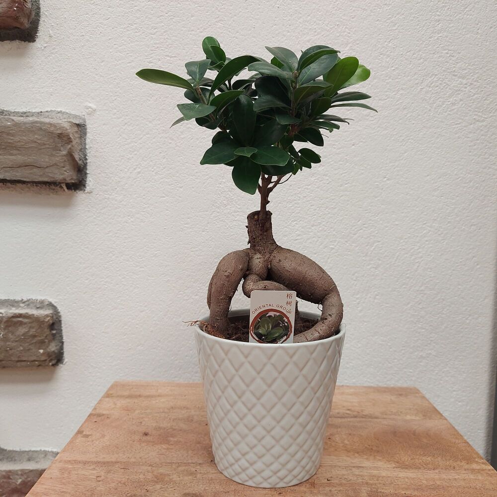 Ficus Microcarpa Gingsens - 12cm