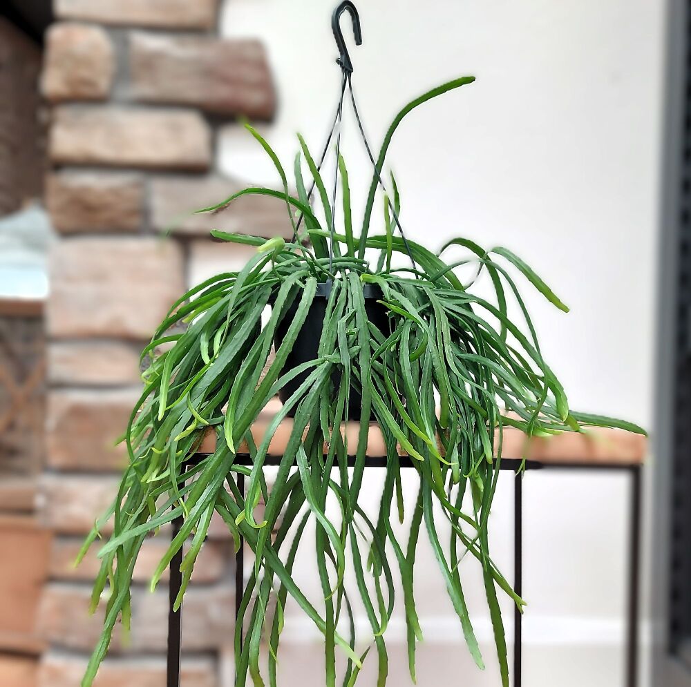 Lepismium Bolivianum - 17cm - Hanging