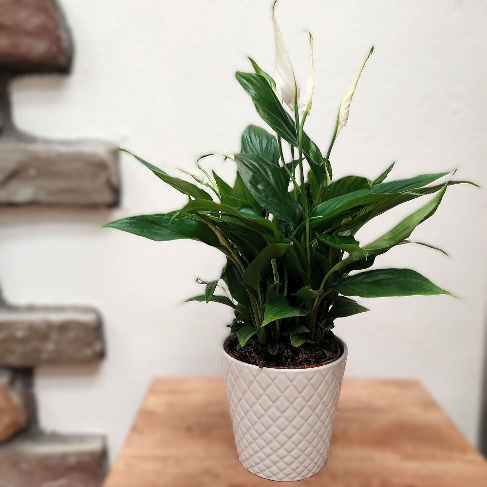 Peace Lily - Spathiphyllum - Sweet Bellini