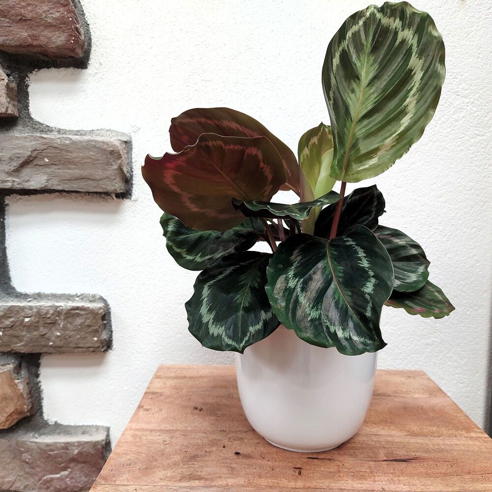 Prayer Plant - Calathea Medallion - 12cm