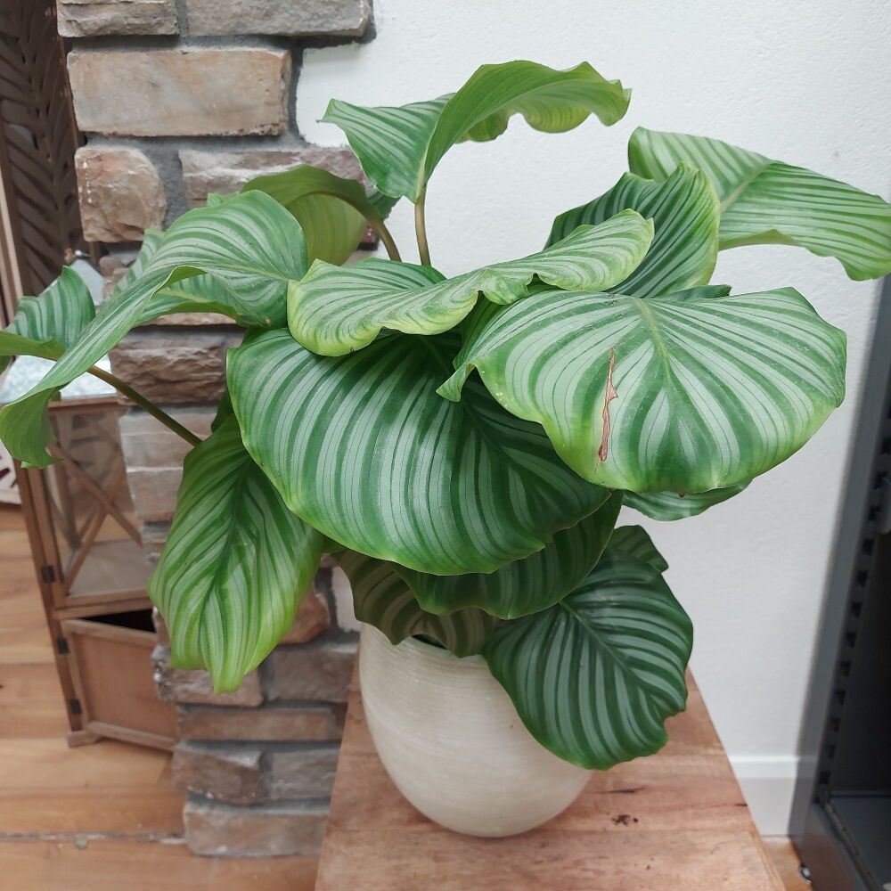 Prayer Plant - Calathea Orbifolia - 14cm