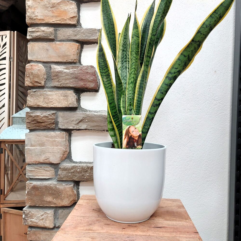 Snake Plant - Sansevieria Laurentii