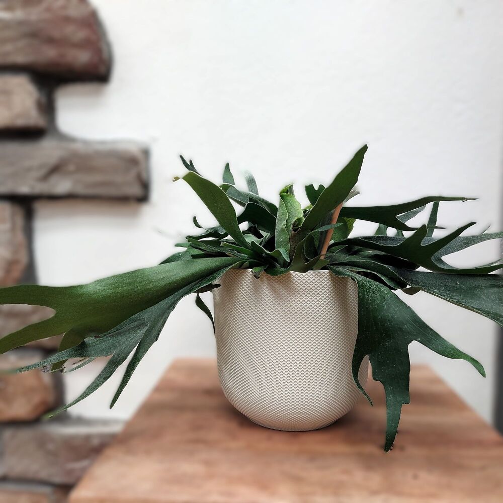 Staghorn Fern - Platycerium Bifurcatum - 17cm