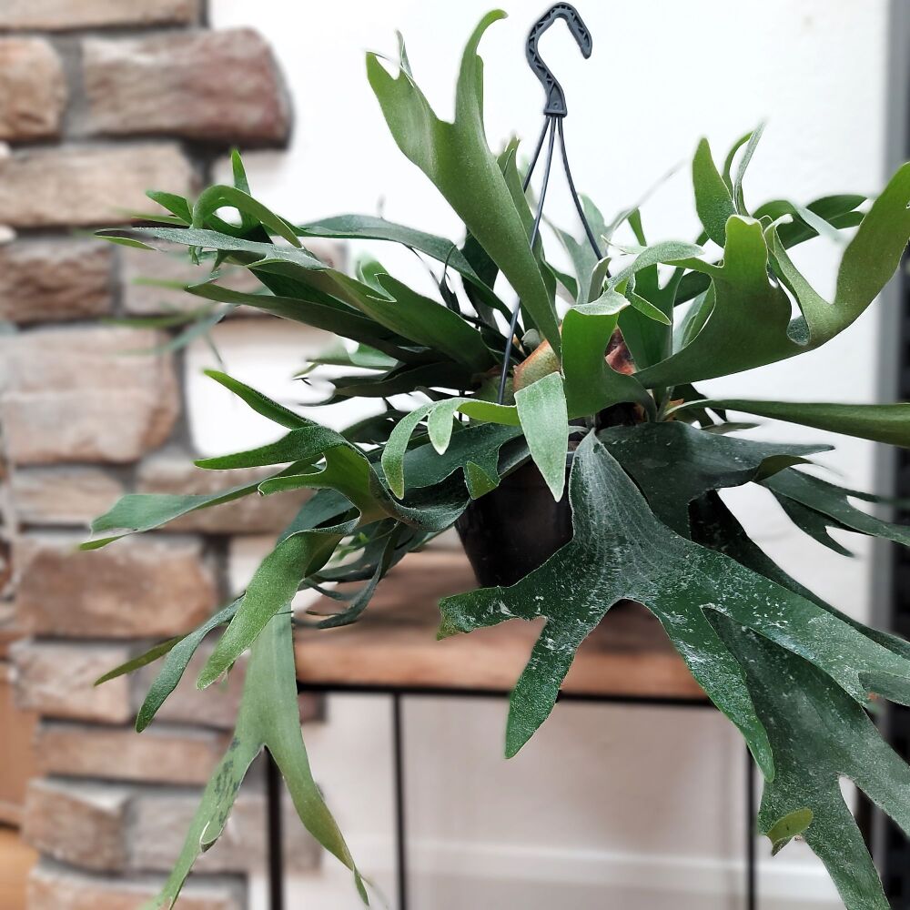 Staghorn Fern - Platycerium Bifurcatum - 21cm - Hanging